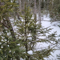 Arceuthobium pusillum