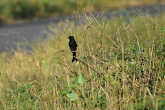 Dicrurus macrocercus harterti