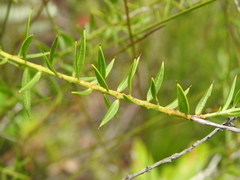 Daviesia umbellulata