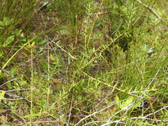 Daviesia umbellulata