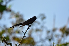 Dicrurus macrocercus harterti