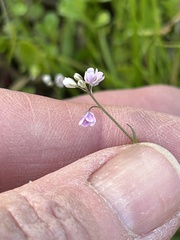 Micranthes californica