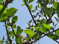 Malpighia emarginata