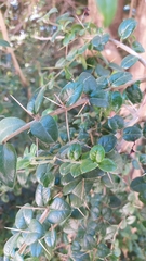 Rhaphithamnus spinosus