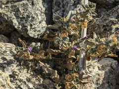 Pseudorontium cyathiferum
