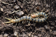 Scolopendra polymorpha