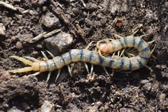 Scolopendra polymorpha
