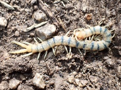 Scolopendra polymorpha