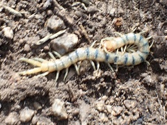 Scolopendra polymorpha