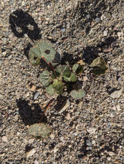 Eremalche rotundifolia