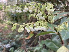 Gaultheria acuminata
