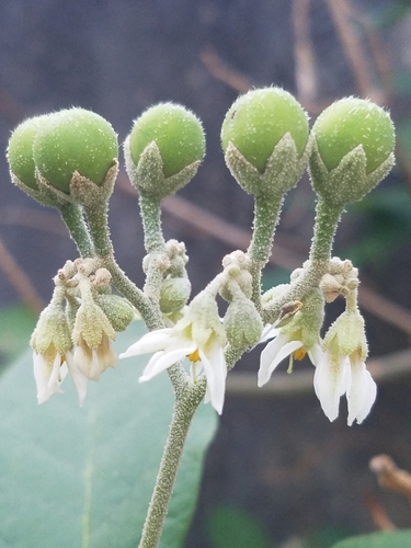 Solanum erianthum iNat (2)