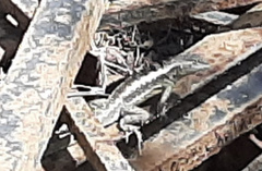 Microlophus occipitalis