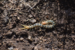 Scolopendra polymorpha