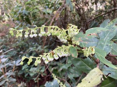 Gaultheria acuminata