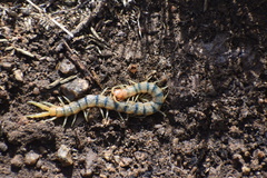 Scolopendra polymorpha