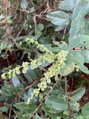 Gaultheria acuminata