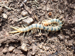 Scolopendra polymorpha