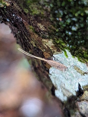 Lecithocera cyamitis