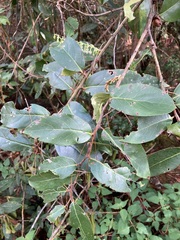 Gaultheria acuminata