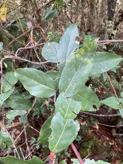 Gaultheria acuminata
