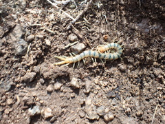 Scolopendra polymorpha