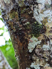 Lecithocera cyamitis