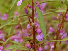 Impatiens rosea