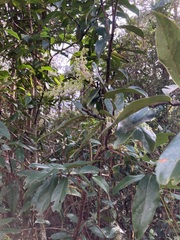 Gaultheria acuminata