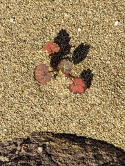 Eremalche rotundifolia