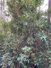 Gaultheria acuminata