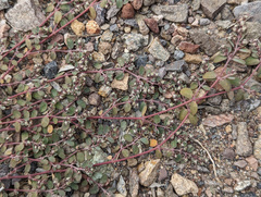 Euphorbia pediculifera