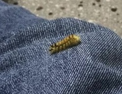 Lophocampa annulosa