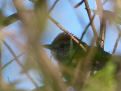 Synallaxis albescens