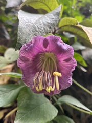 Cobaea scandens