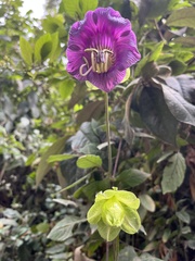 Cobaea scandens