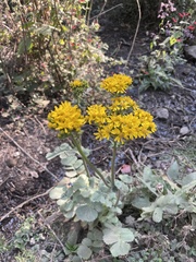 Packera sanguisorbae