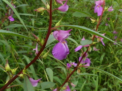 Impatiens rosea