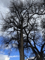 Quercus lobata