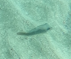 Canthigaster margaritata
