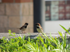 Passer domesticus