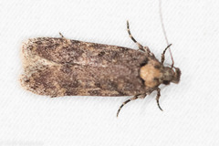 Chionodes thoraceochrella