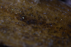Dothideomycetes