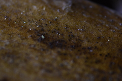 Dothideomycetes