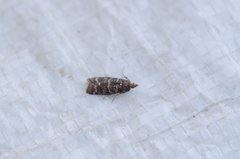 Ortholepis pasadamia