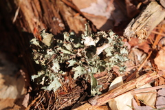 Platismatia tuckermanii