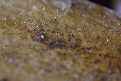 Dothideomycetes
