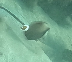 Sufflamen albicaudatum