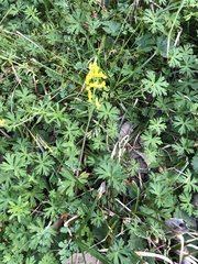 Corydalis micrantha
