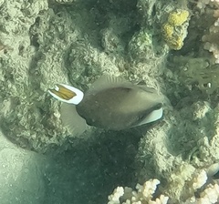 Sufflamen albicaudatum